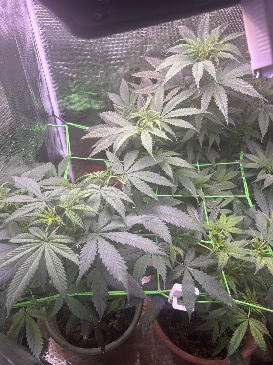 Still growing staying positive and patient