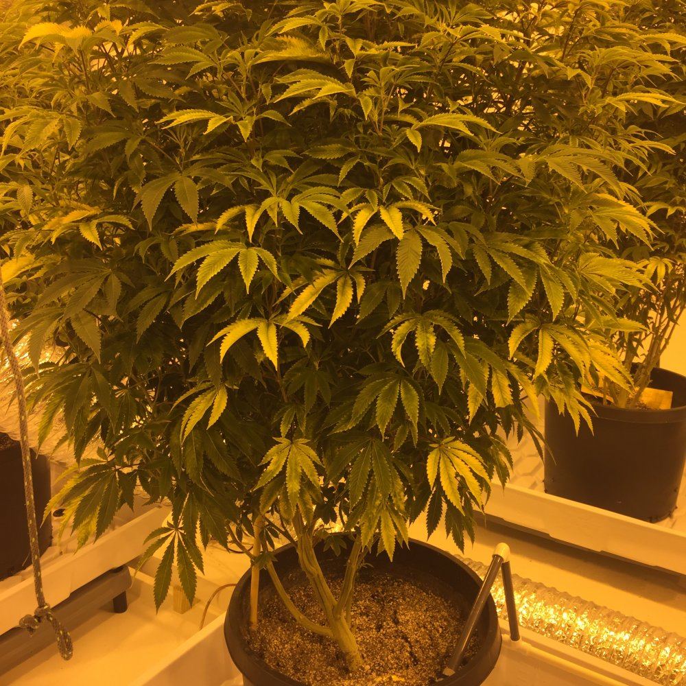Still some bleachingyellowing 3