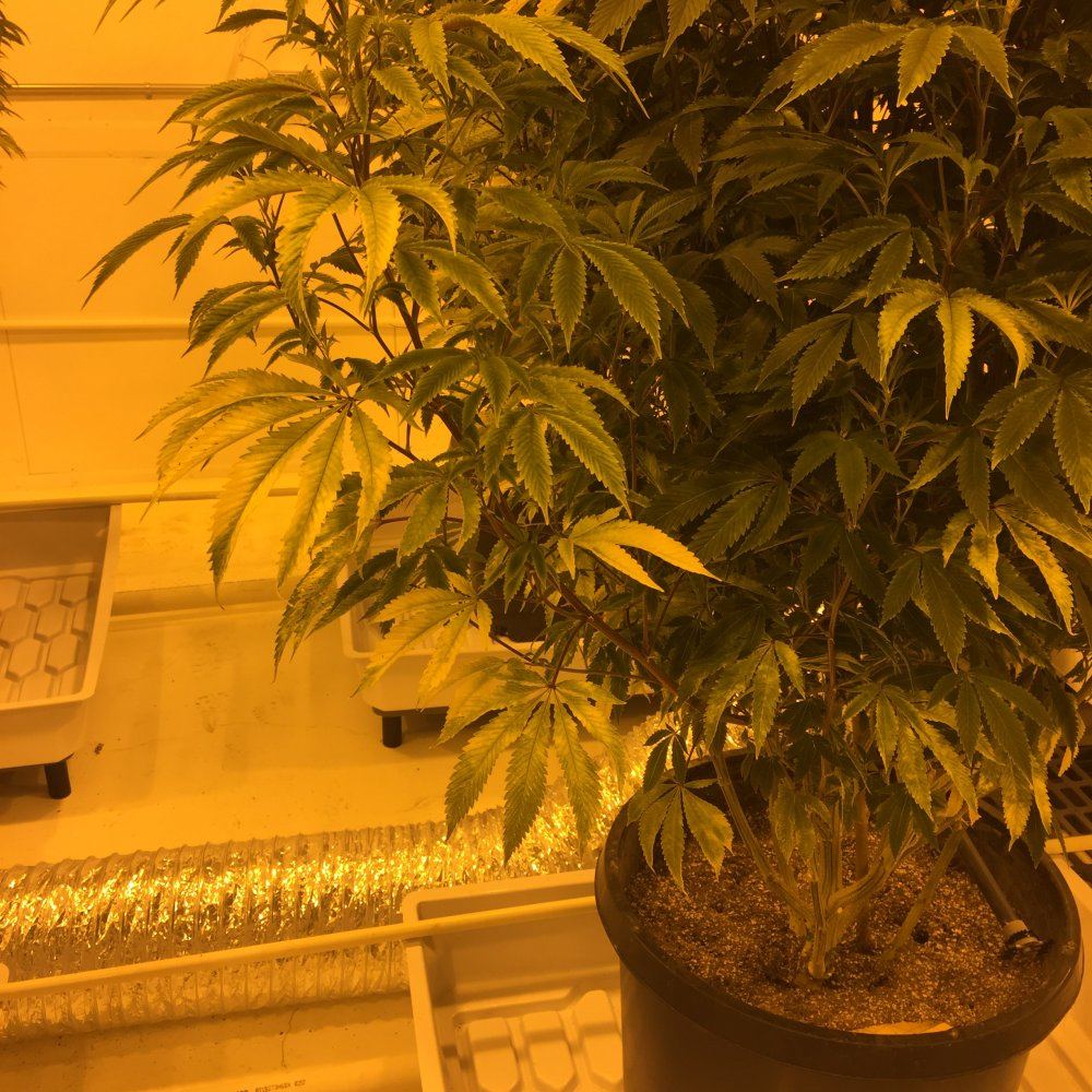Still some bleachingyellowing 4