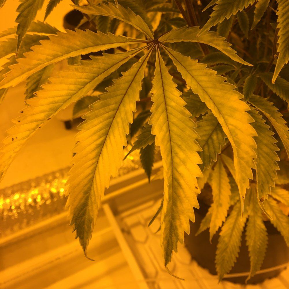 Still some bleachingyellowing 5