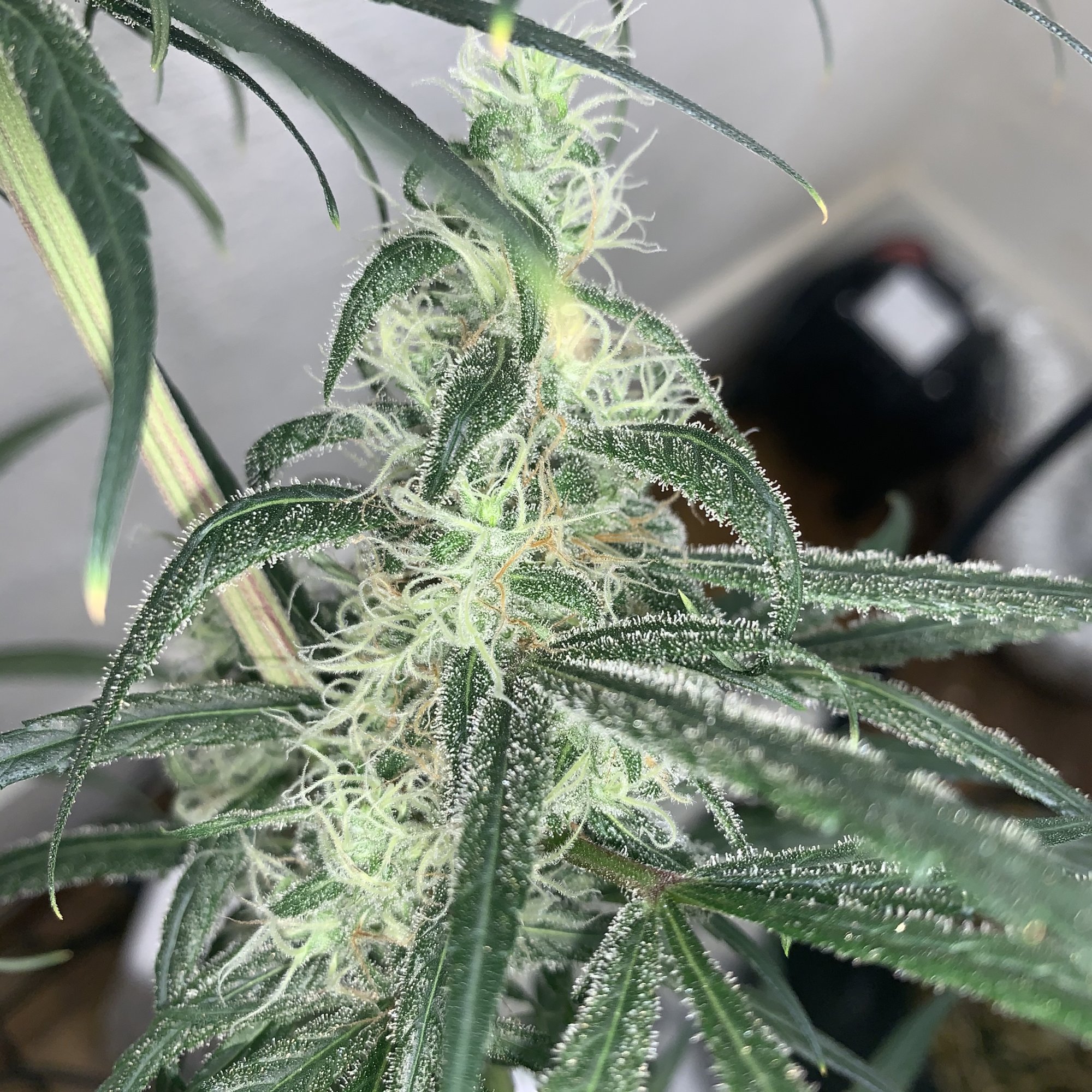 Still too early to harvest 1st time grower 2