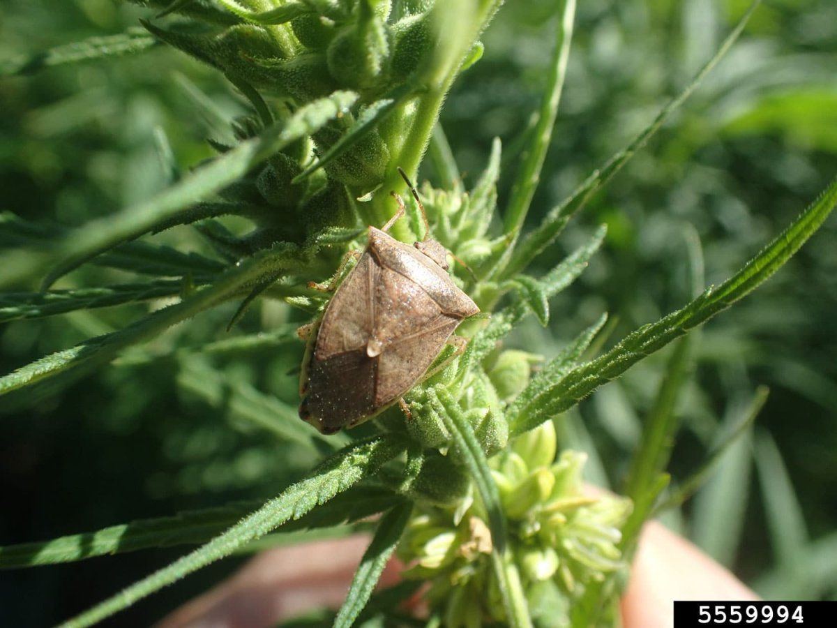 Stinkbug