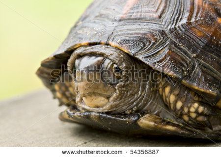 Stock photo closeup of shy turtle hiding in his shell 54356887