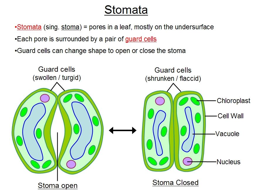 Stomata 5