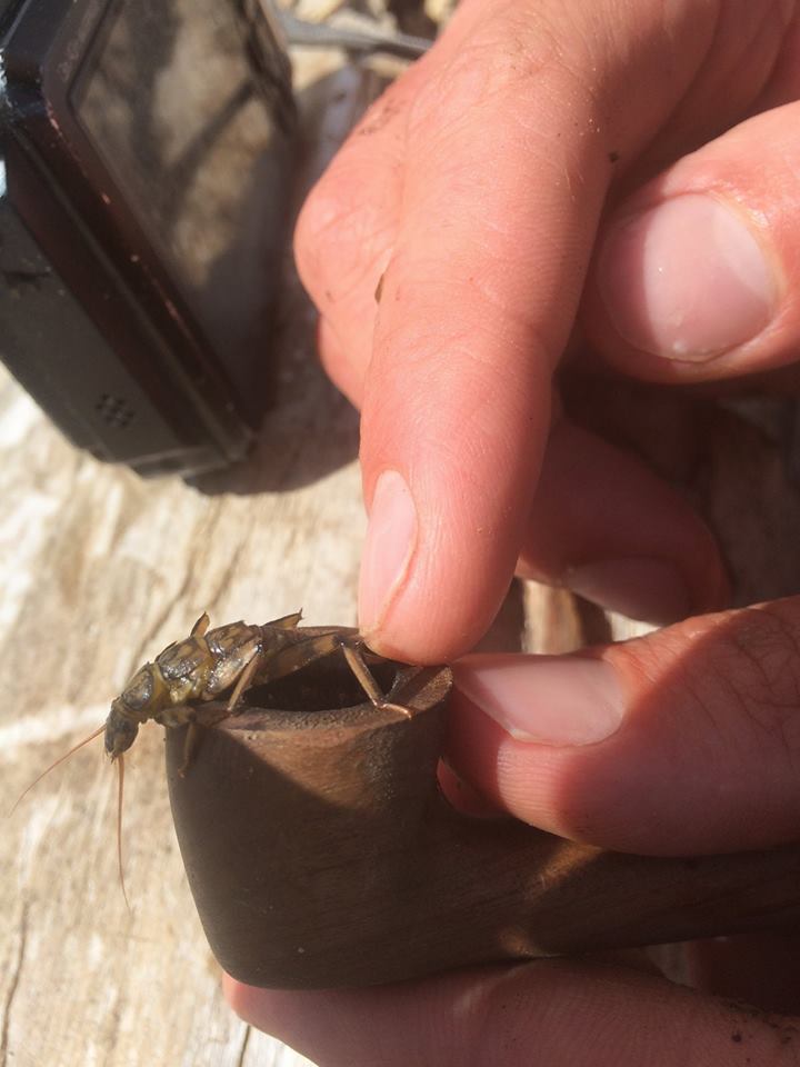 Stone fly