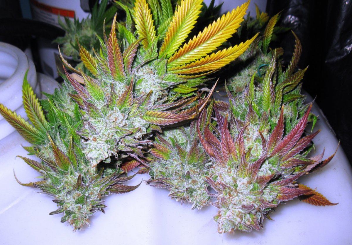 Stone free chop 2 056