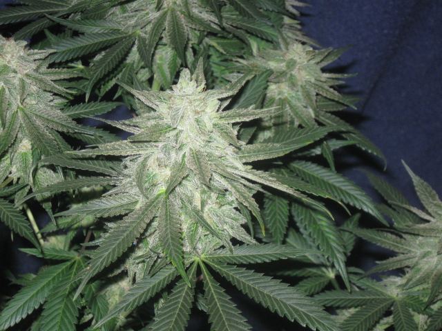 Stoners grow 4