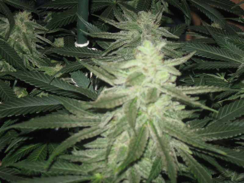 Stoners grow 5