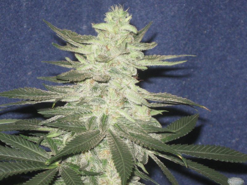 Stoners grow 6