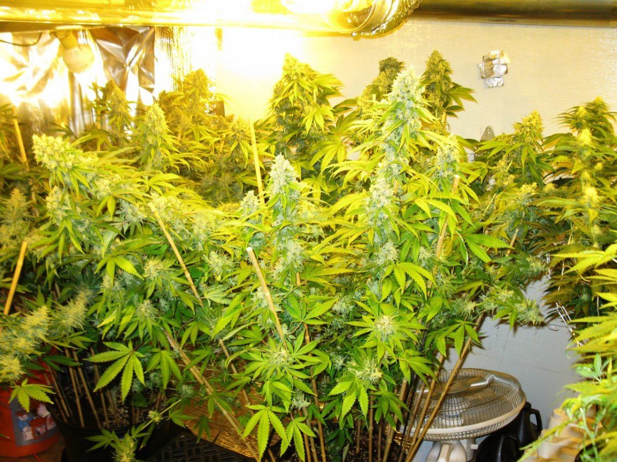 Stormz and nugz 005