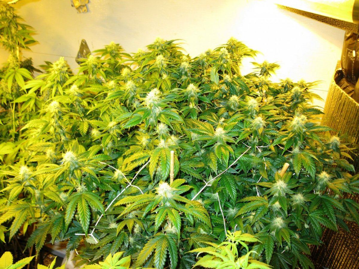 Stormz and nugz 007