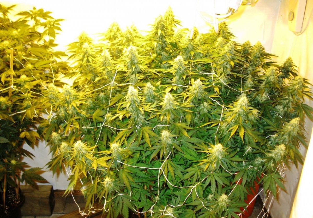 Stormz and nugz 012