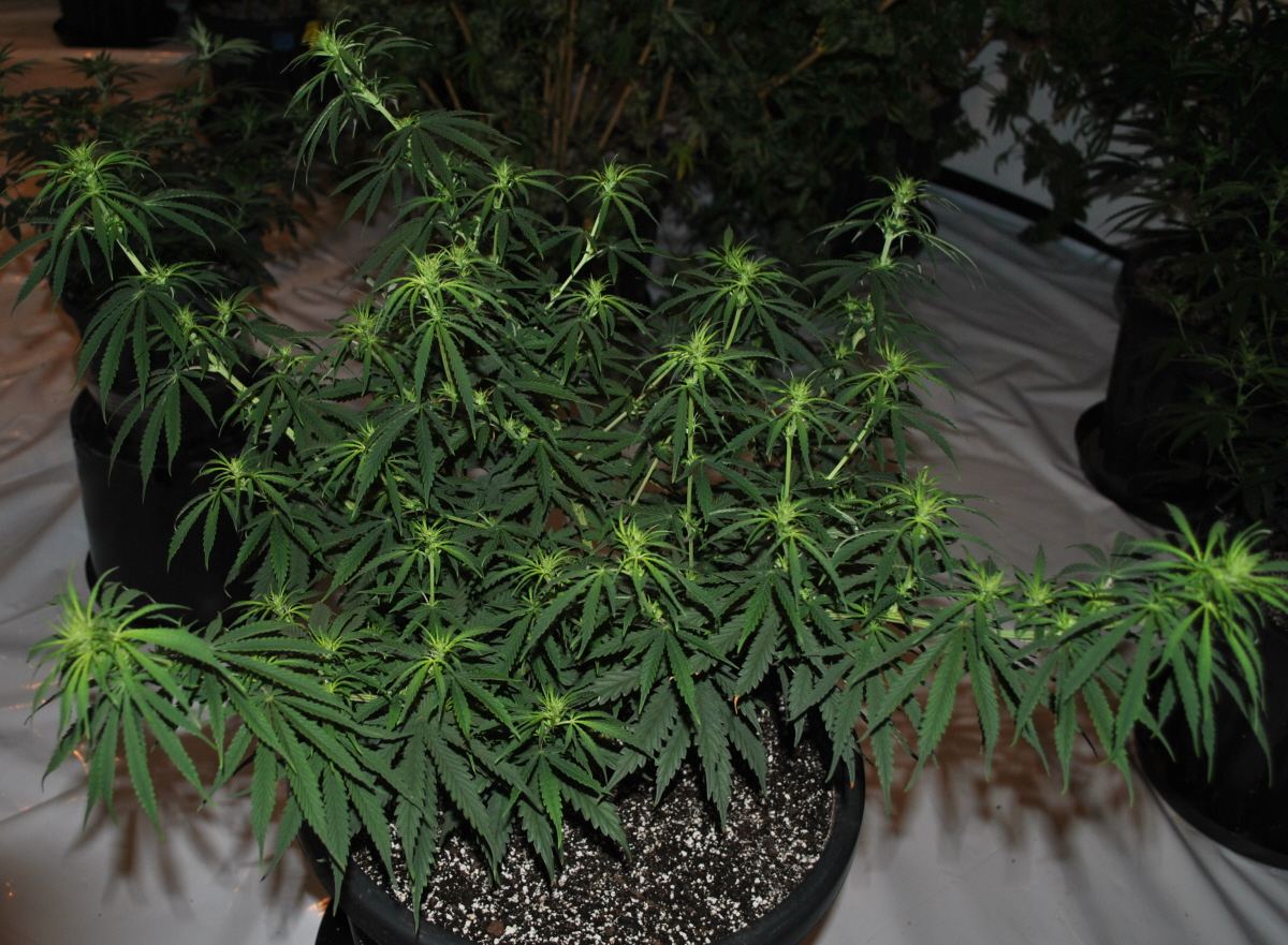 STR FLOWER 10 12 13 2