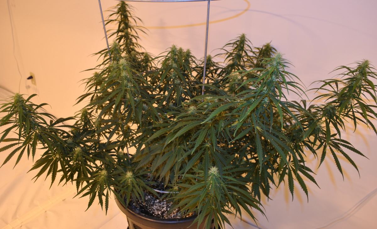 STR FLOWER 10 24 13 1