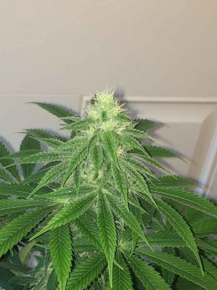 Str8grapealienhazexhyperglue1718