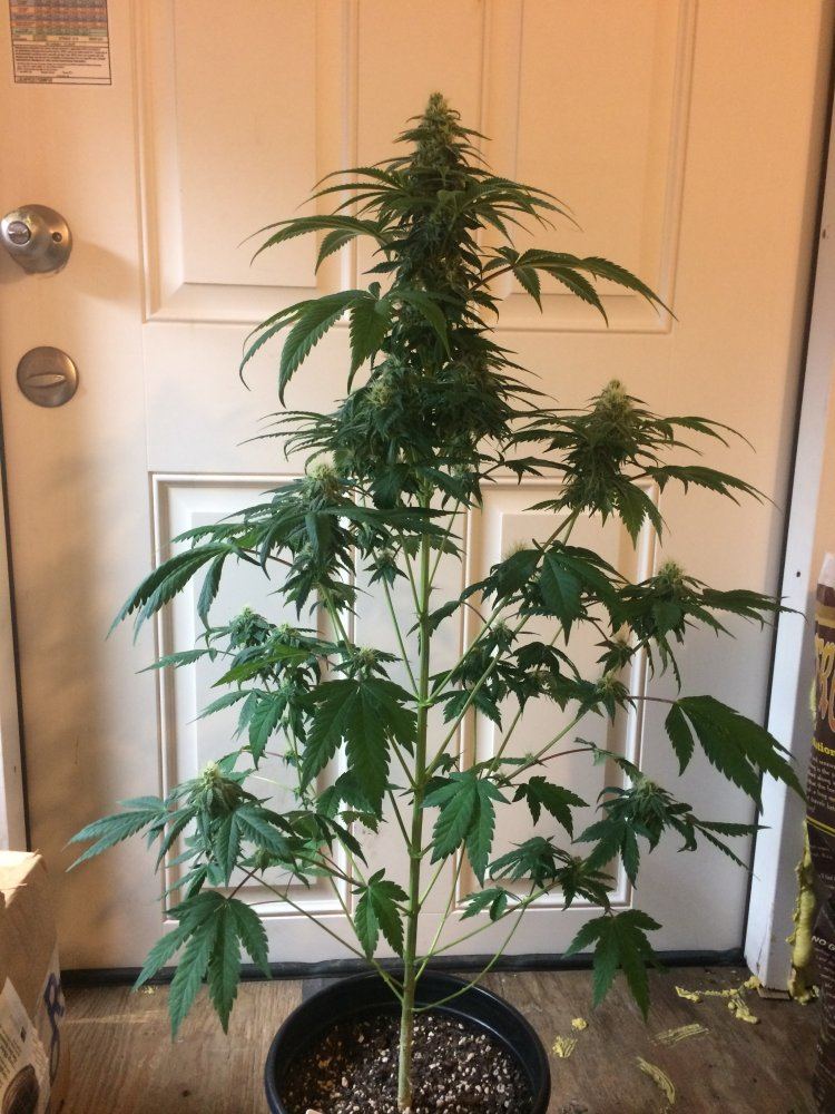 Str8hyperalien40days1718