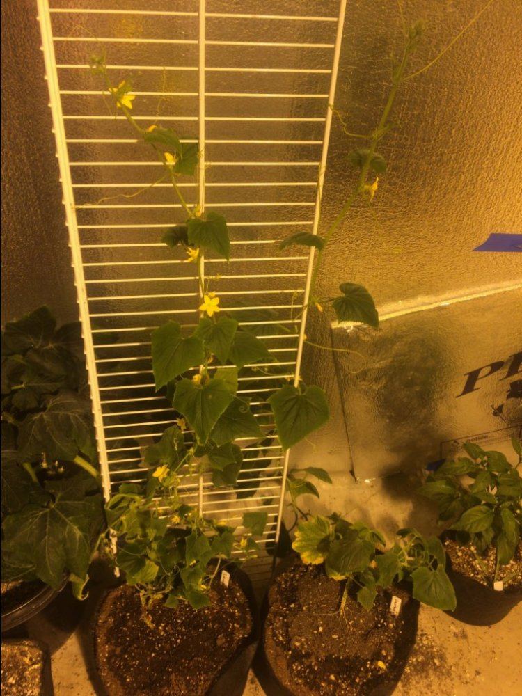 Straight 8 Cucumbers