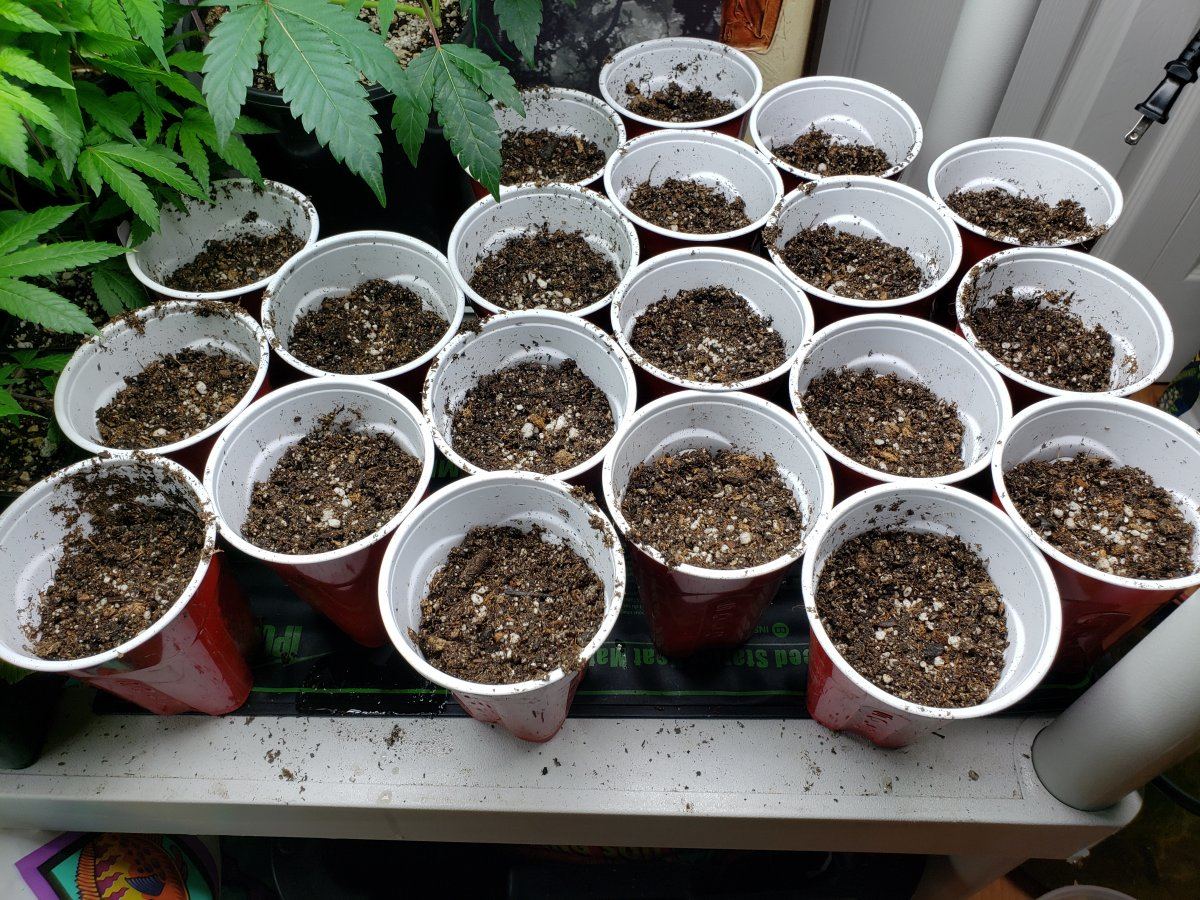 Strain hunting 2