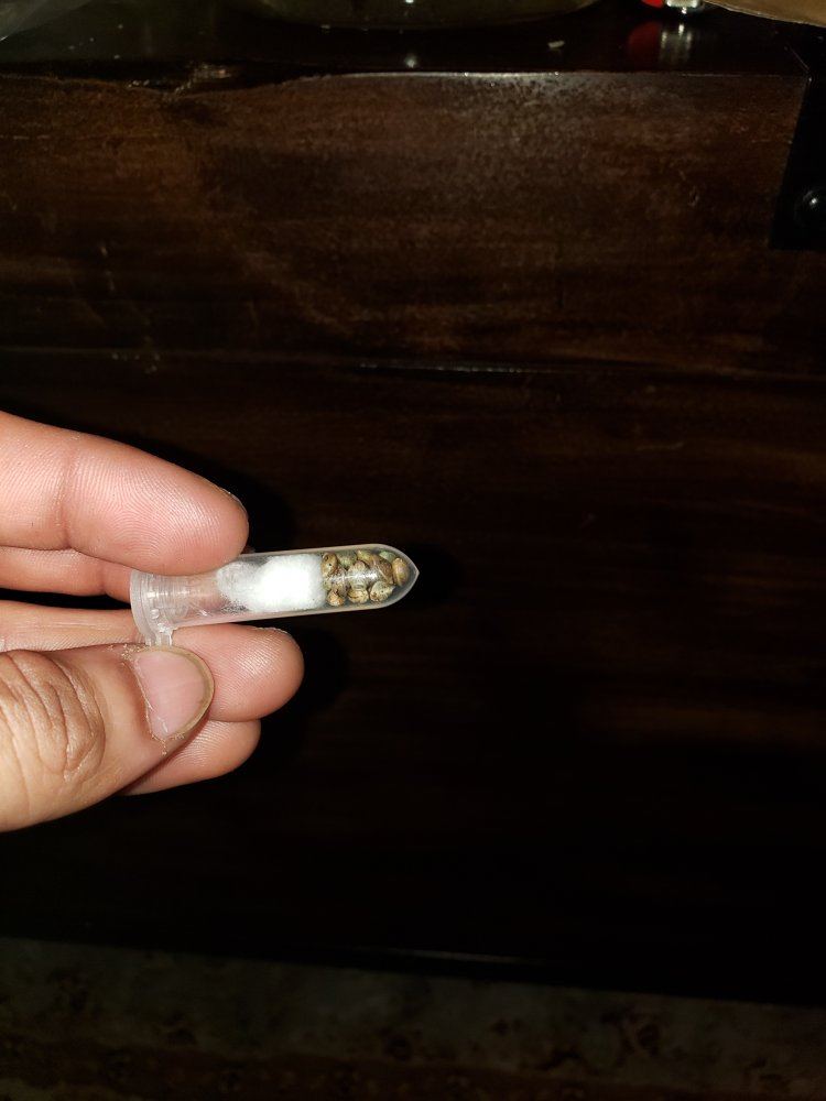 Strain hunting 5