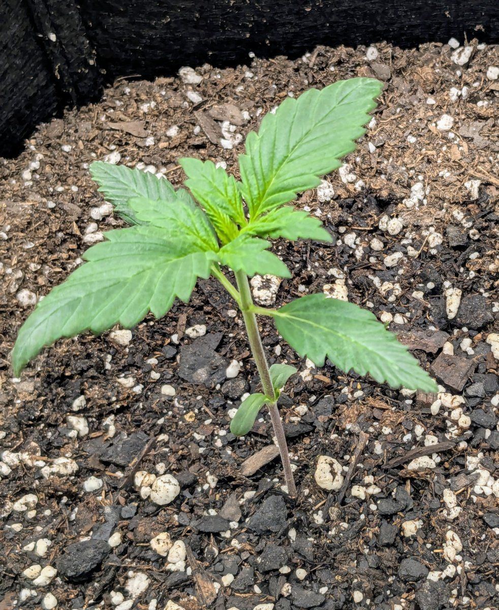Strain1
