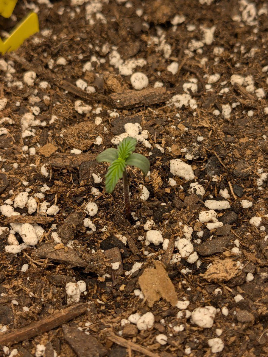 Strain2