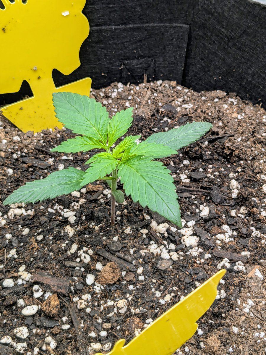Strain2
