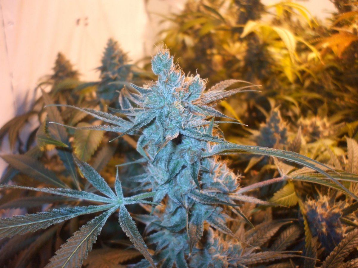 Strains 002