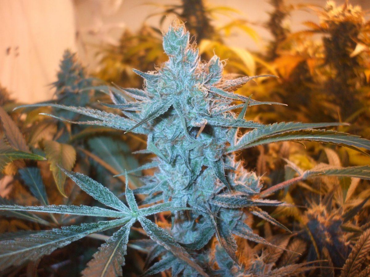 Strains 006