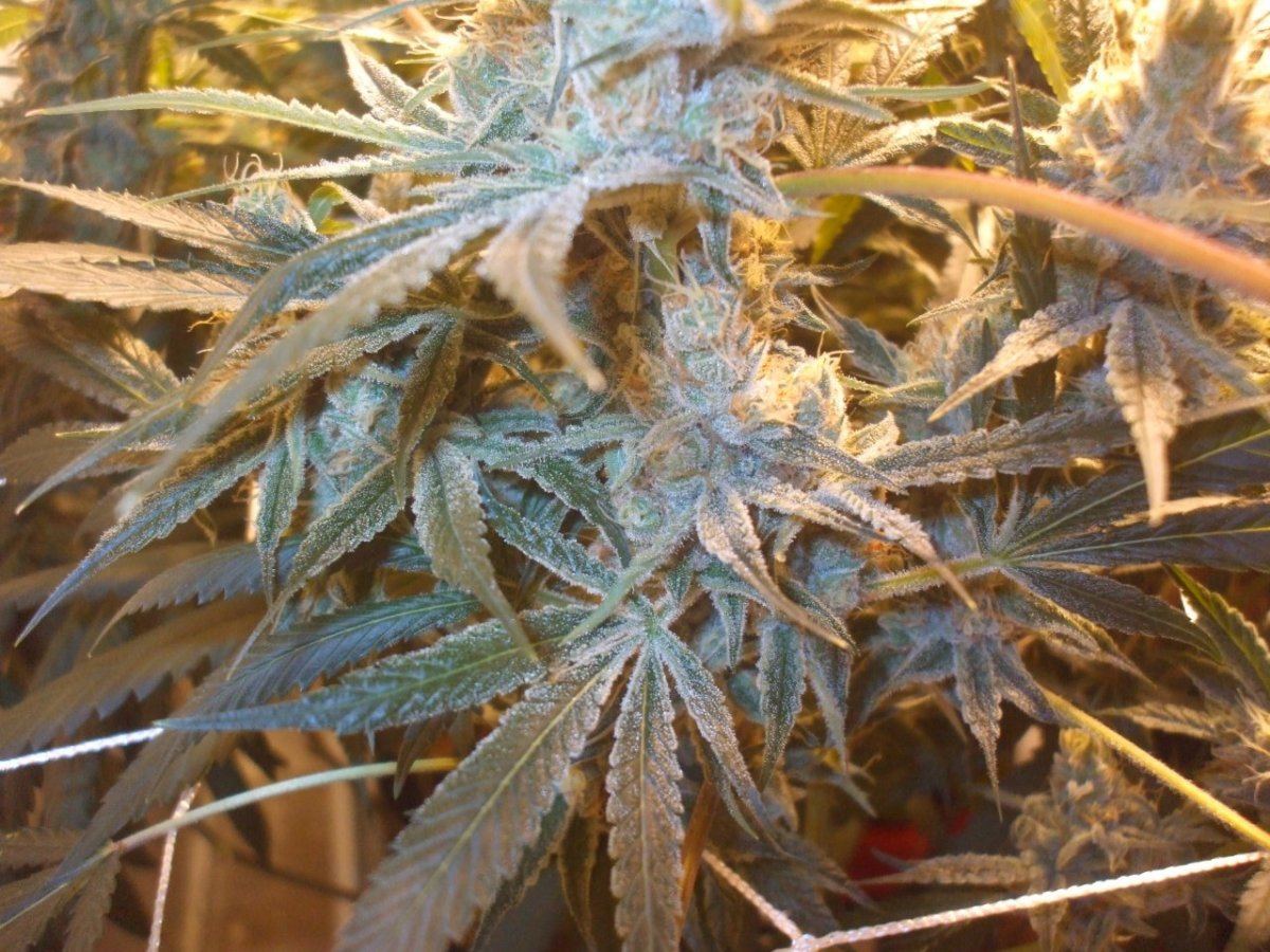 Strains 007