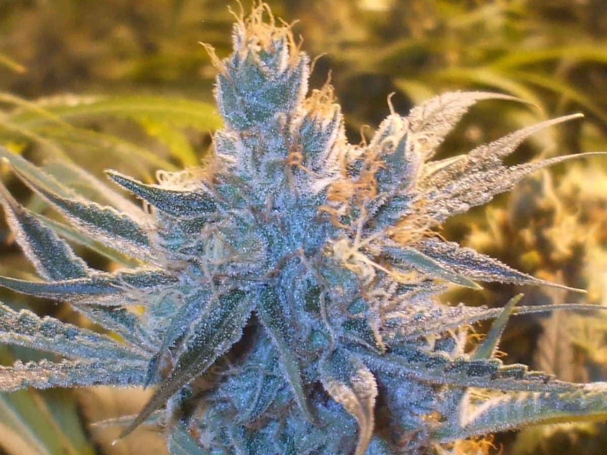 Strains 011
