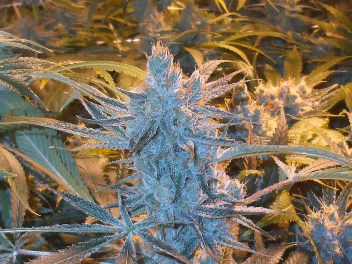 Strains 013