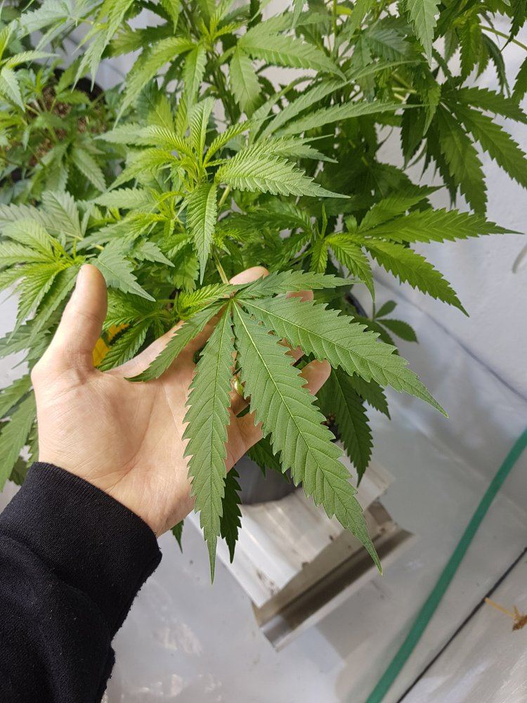 www.thcfarmer.com
