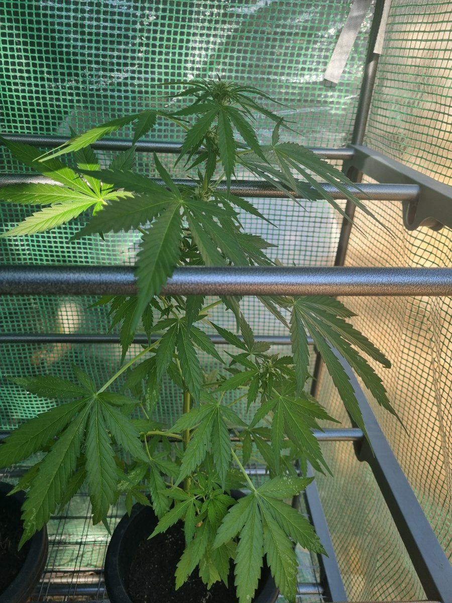 Strange growth from auto seeds