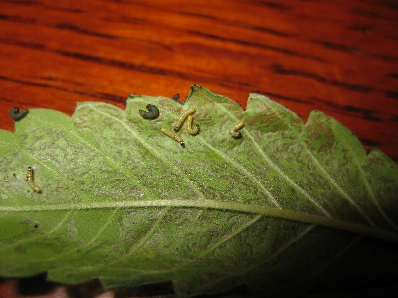 Strange larvae on leaves with black spots as well 2