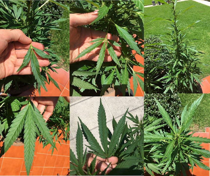 3 Leaves Plant - THCFarmer