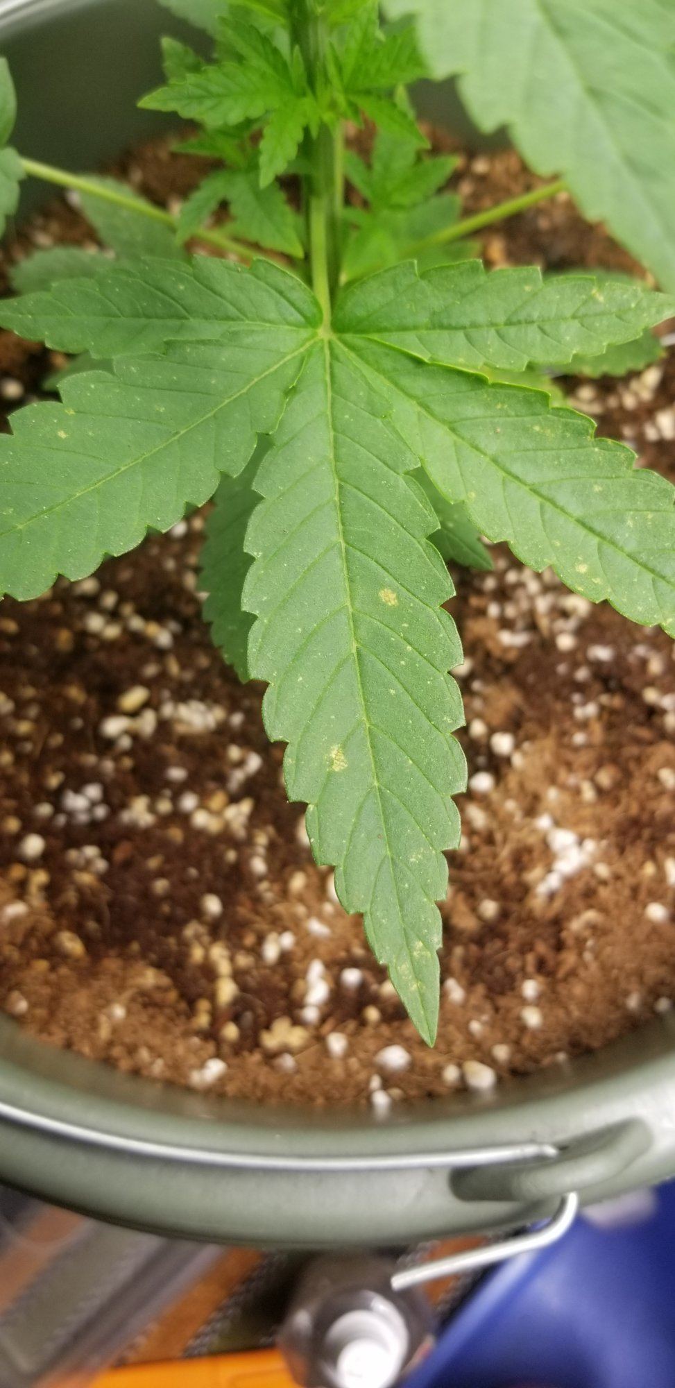 Strange spots on leaves 2