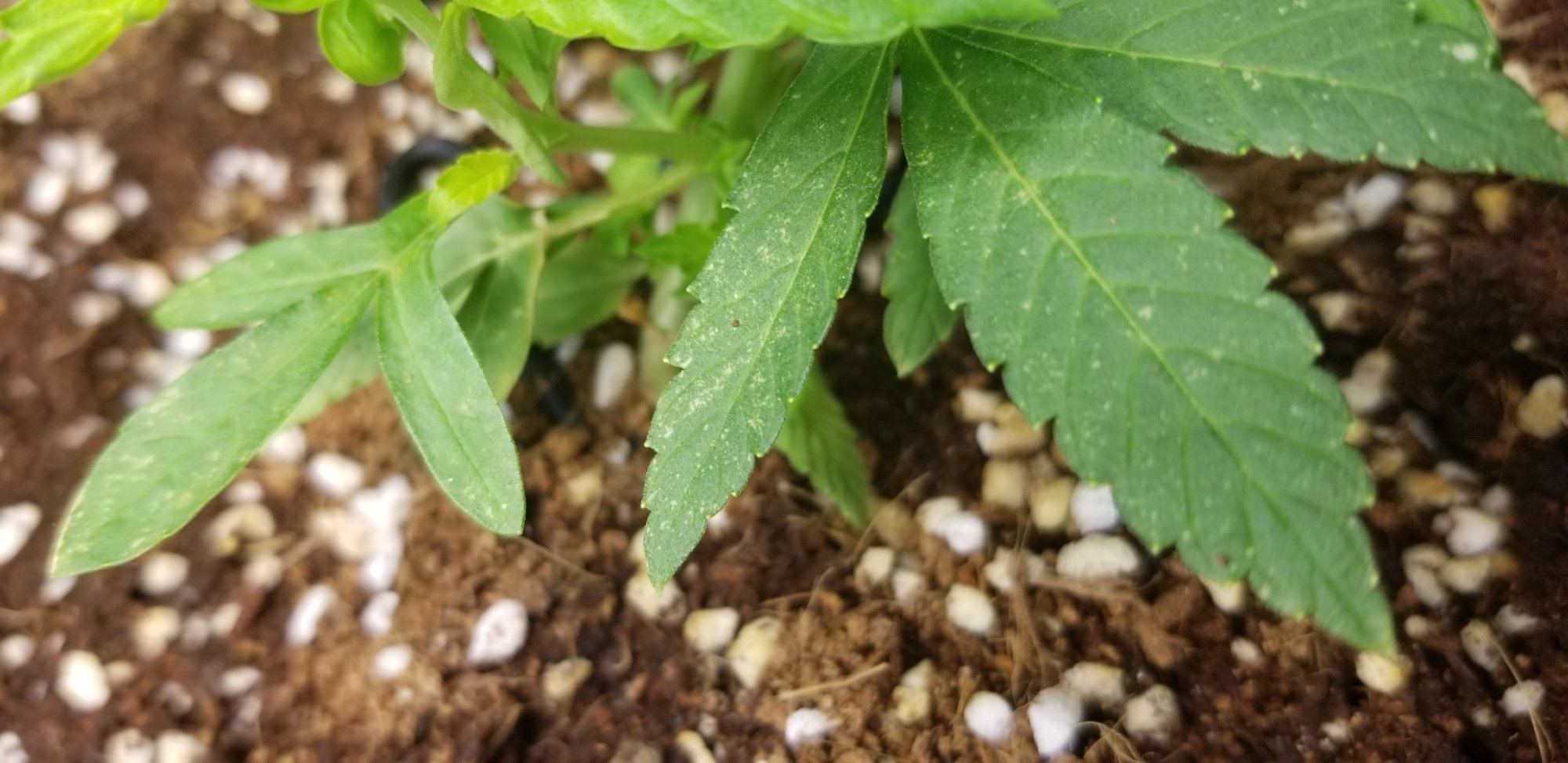 Strange spots on leaves 3