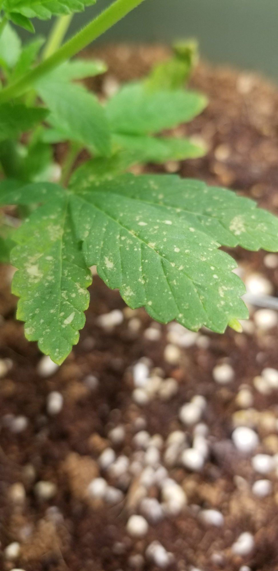 Strange spots on leaves