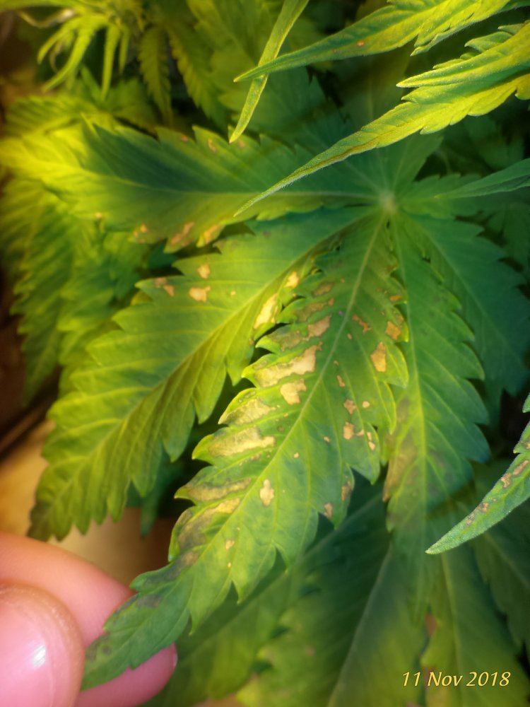 Strange spots on leaves sos 3