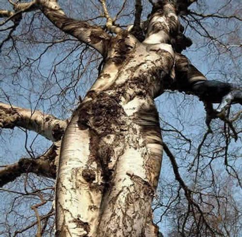 Strange trees