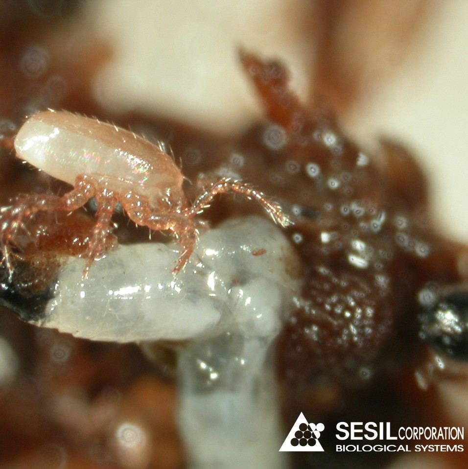 Stratiolaelaps   hypoaspis 