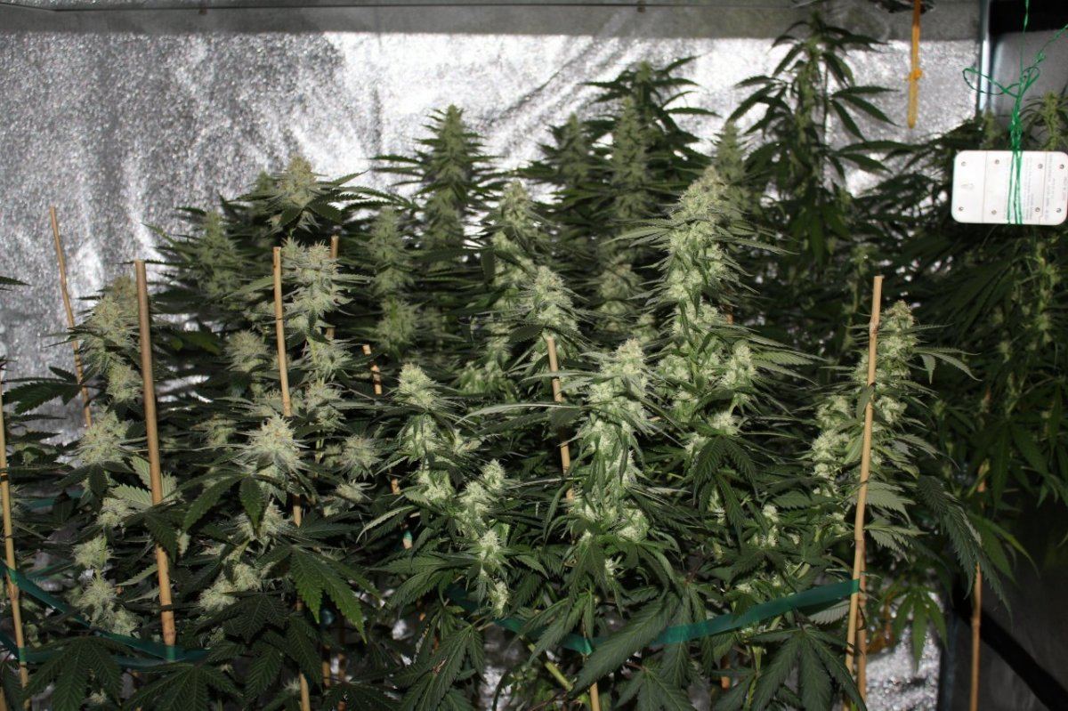 Straw Alien StarDawg Sunshine