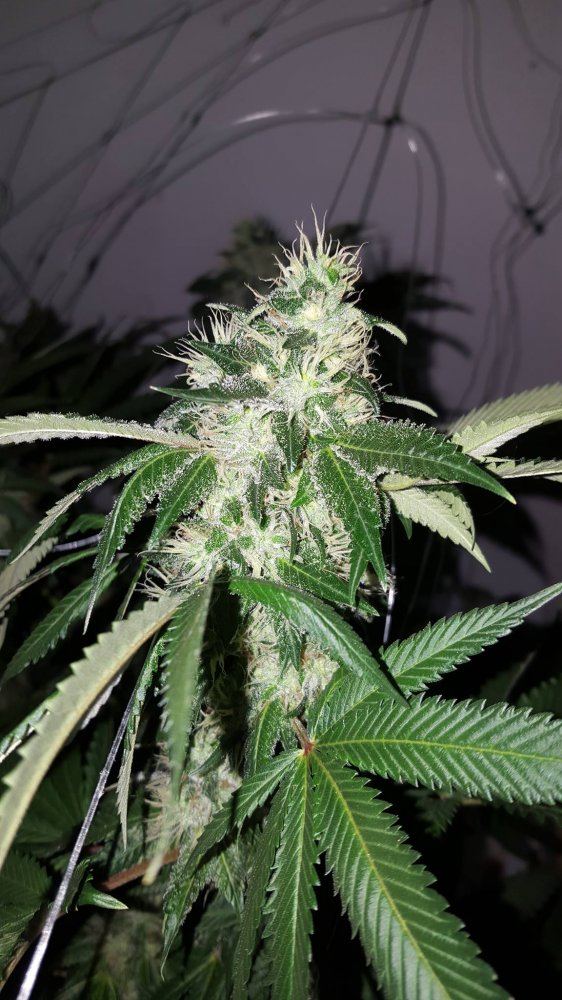 Straw berry 35 days