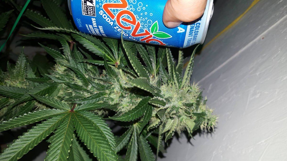 Straw berry 35 days2