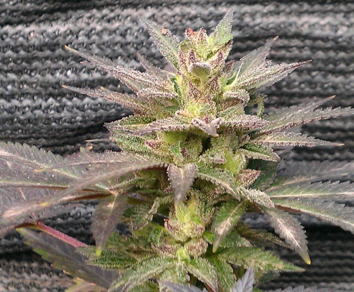Straw D mom