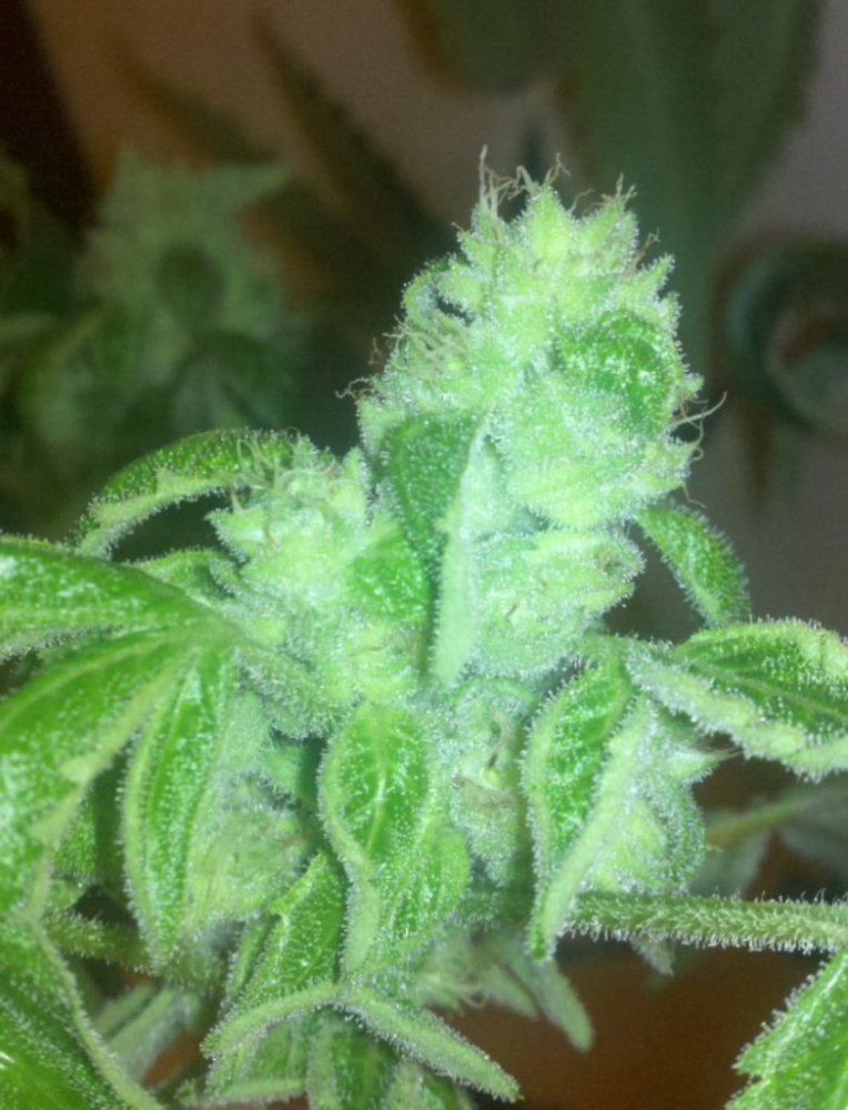 Straw d x afho
