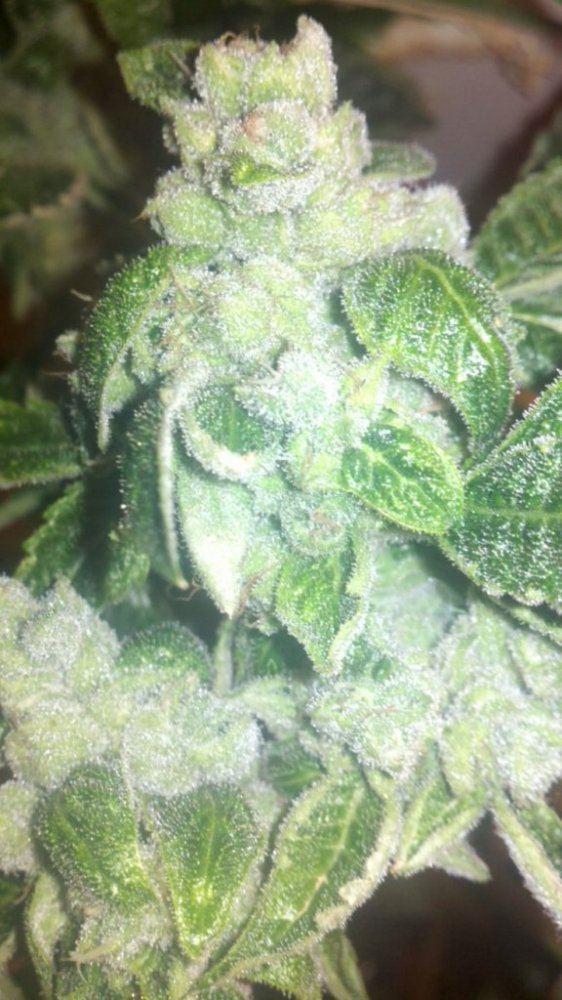 Straw d x afho