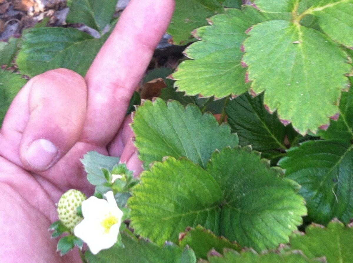 STRAWBERIES