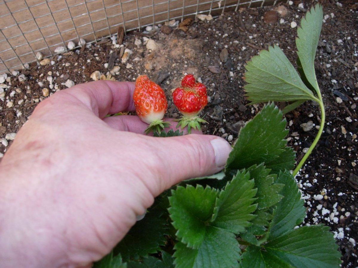 Strawberries