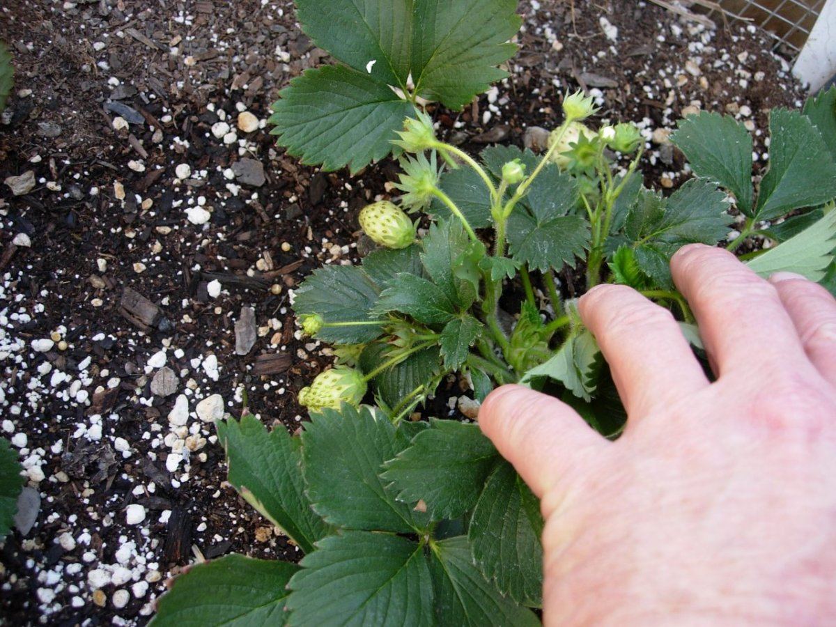 Strawberries1